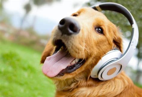 does loud music hurt dogs ears? How can we ensure our furry friends stay safe in noisy environments?